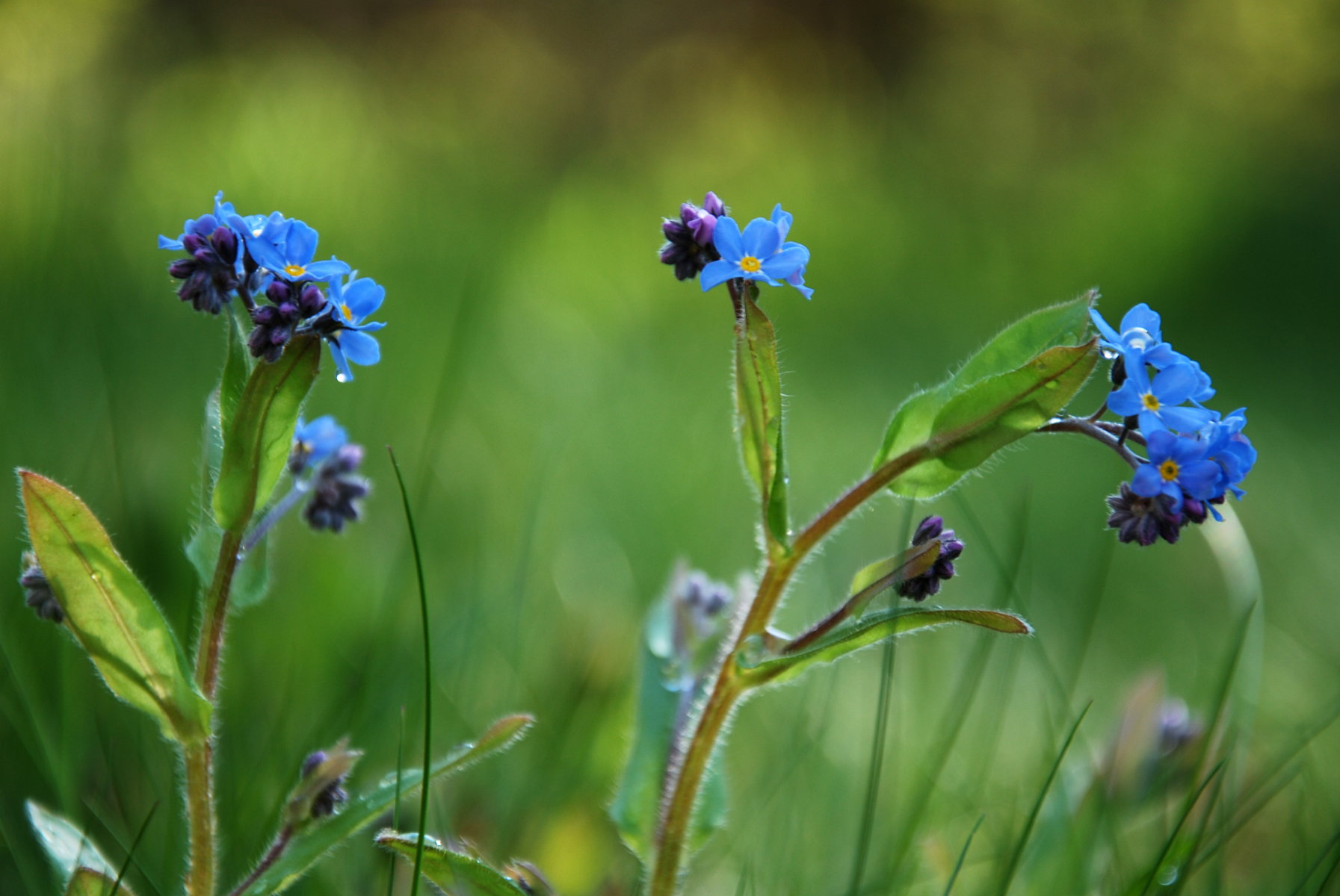 Blomst med små blålilla kronblad, gul i midten og med hårete stengel