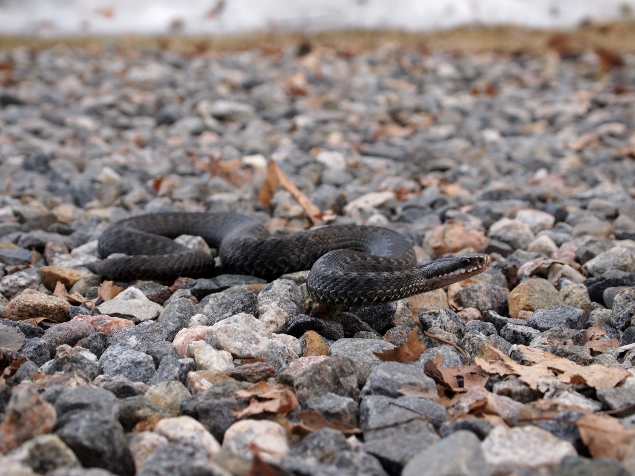Viper can cause severe poisoning, it has a dark zigzag band along the back