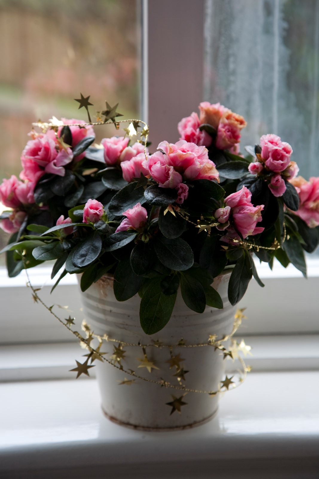 Mørkegrønne blader og rosa roseformede blomster.