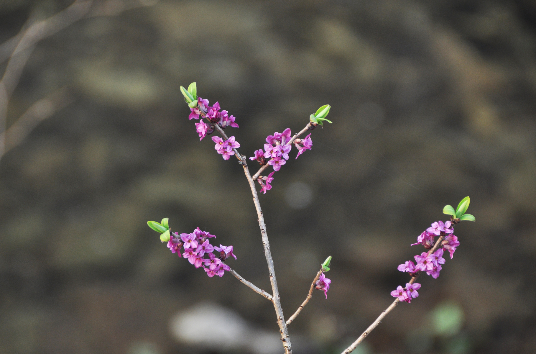 Tybast er en giftig prydplante med små lilla blomster som vokser fra kvisten på våren